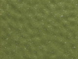 TBE-C09